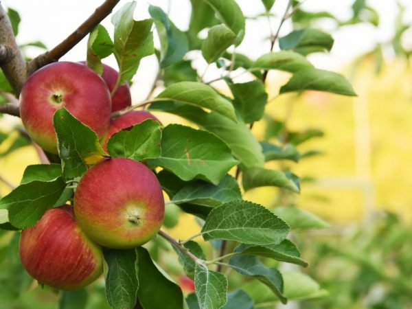 Odroda Apple Vážená