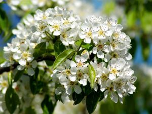 Opis jabloní Bellefleur-Chinese