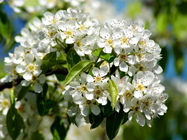 Opis jabloní Bellefleur-Chinese