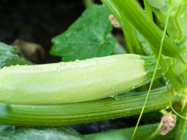 Veľkosti a vlastnosti cukety