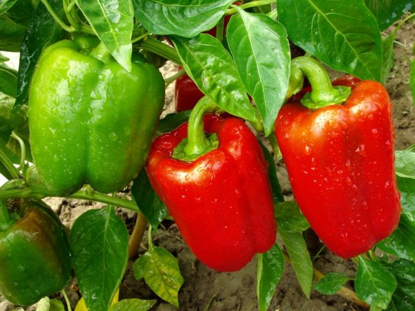Sladká a chutná paprika v oplodnenej pôde