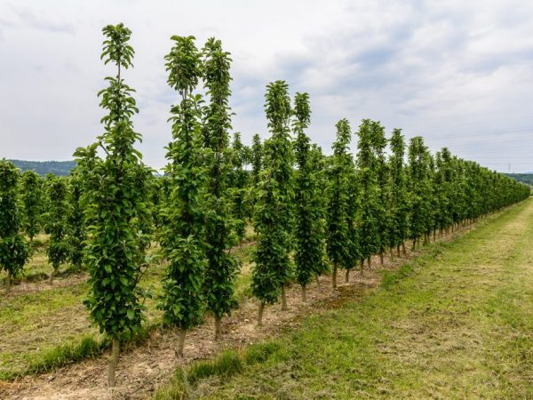 Odrody stĺpovitých jabloní pre moskovský región