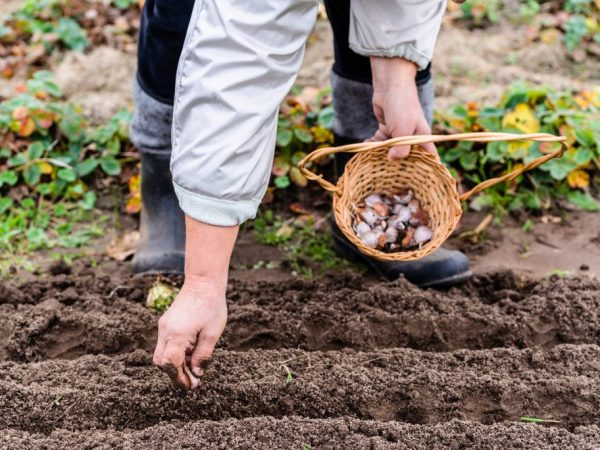 Dátum pristátia závisí od klimatických podmienok regiónu