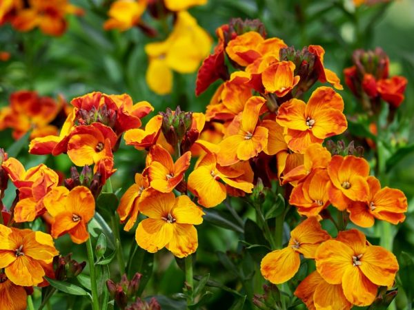 Lobelia sa bojí mrazu