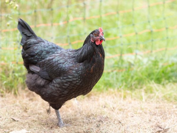 Kurčatá Australorp