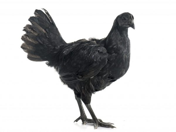 Plemeno kurčiat Ayam Tsemani