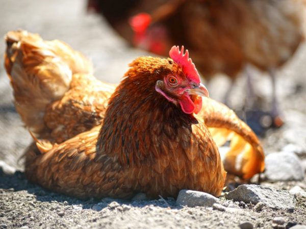 Kurčatá sa navzájom infikujú kvapkami vo vzduchu