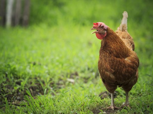 Hmotnosť mužov dosahuje dva a pol kilogramu