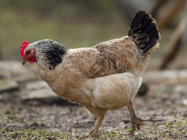 Kurčatá plemena Tsarskoye Selo