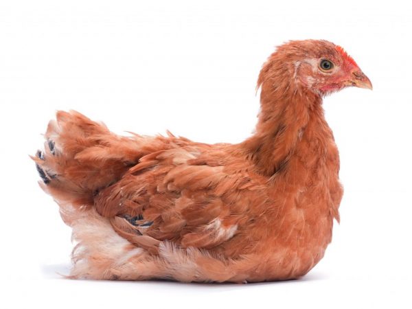 Kurčatá Foxy Chick