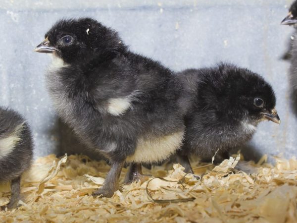 Dvojtýždňové kurčatá je možné vziať na prechádzku