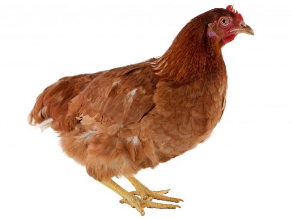 Toto plemeno sa vyznačuje vynikajúcim zdravím