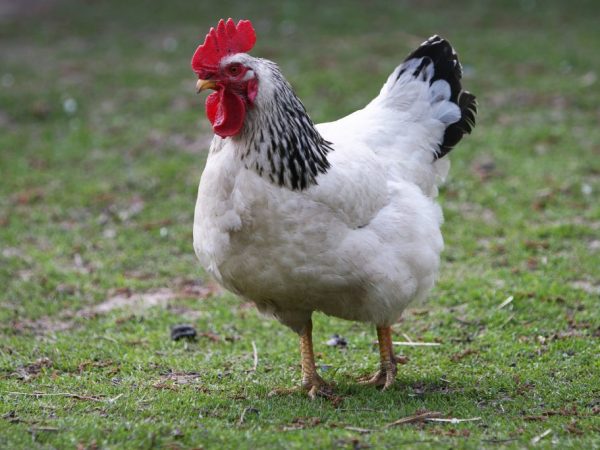 Krásne a nenáročné kurčatá