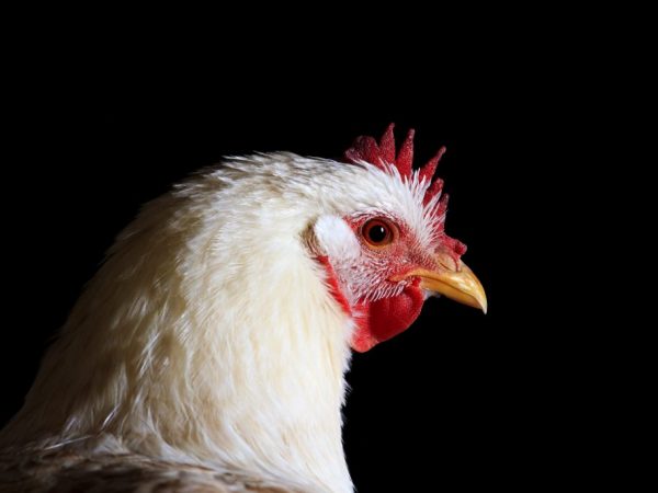 Kurčatá Sussex sú vzácne anglické plemeno