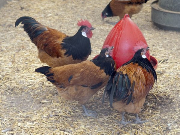 Plemeno Forverk - kurčatá neobvyklej farby