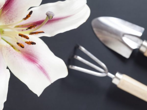 Transplantácia ľalií - je to možné na jeseň
