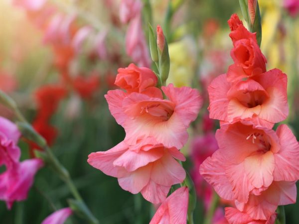 Gladioli: zložitosť prípravy na zimu