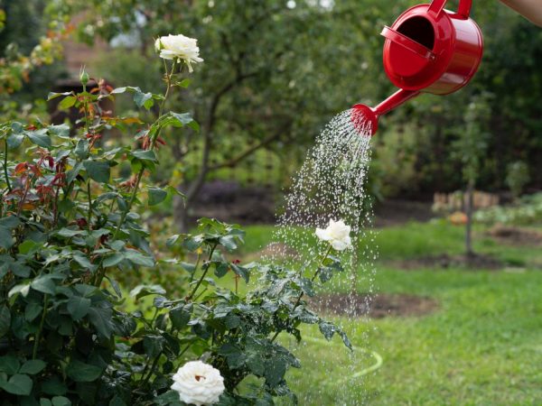 Jesenná doba spracovania závisí od odrody