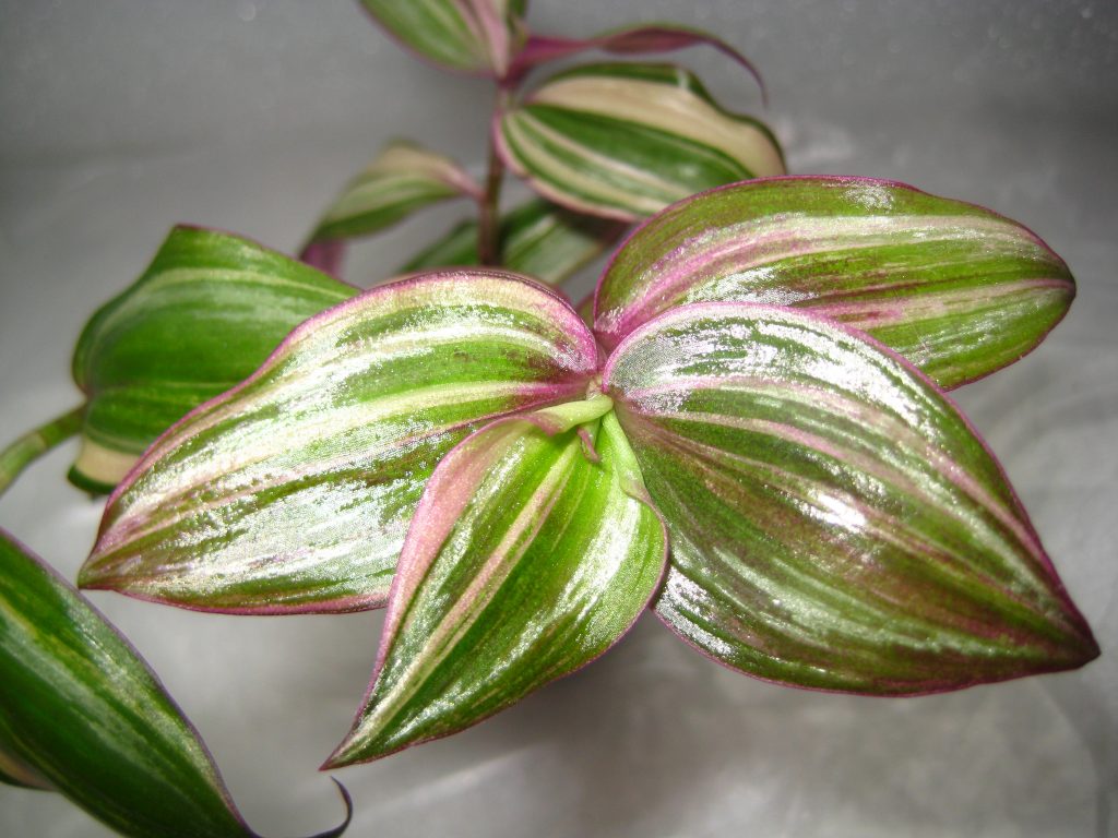 Tradescantia viacfarebná divoká rastlina
