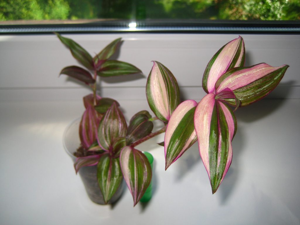 5 viacfarebných tradescantií