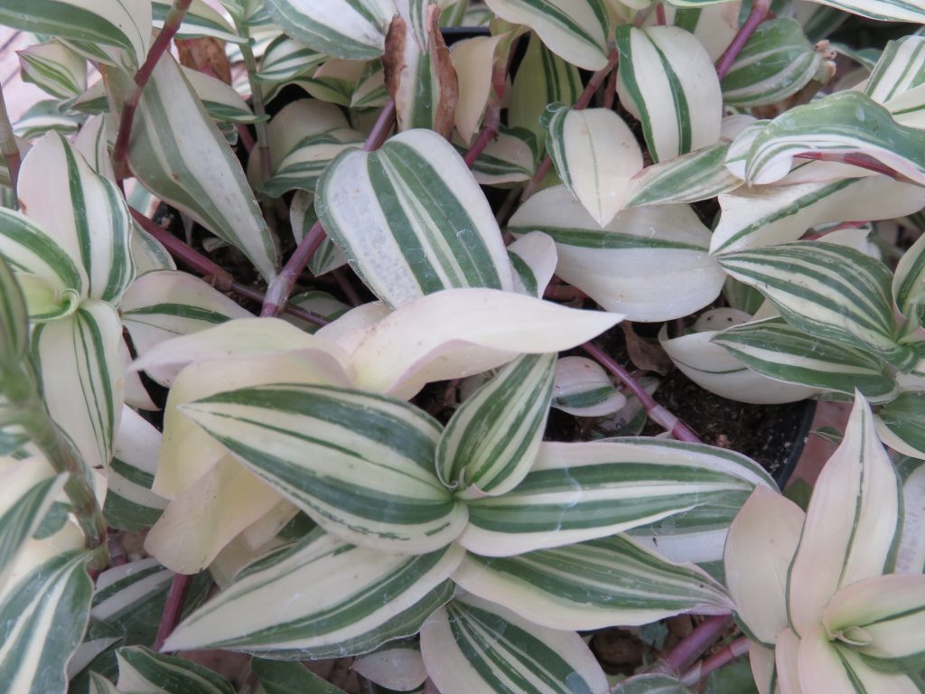 Tradescantia viacfarebné divoké