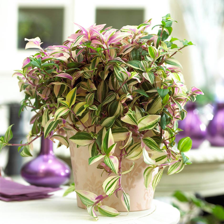 Tradescantia miestnosť Tradescantia miestnosť