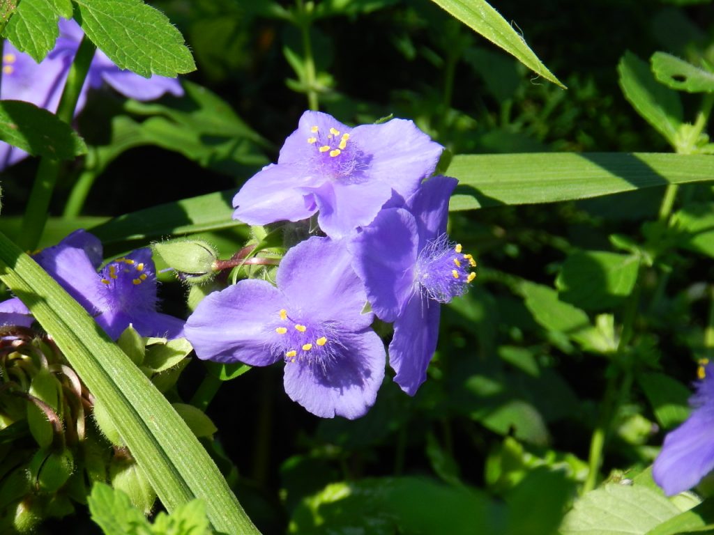 Fotografia záhradnej tradescantie Fotografia záhradnej tradescantie
