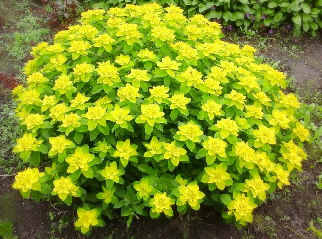 Euphorbia multiflorous v krajinnom dizajne