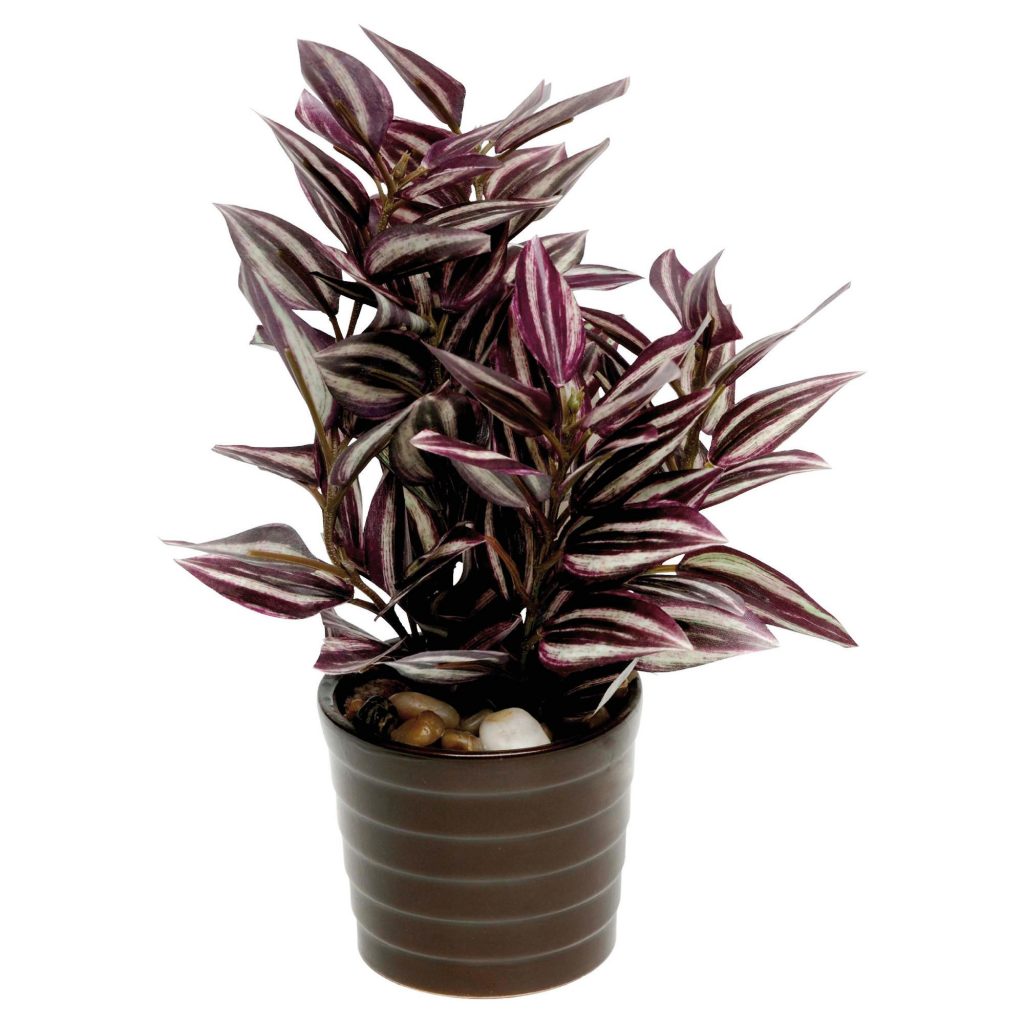 Stopka tradescantia v plavidle Stopka tradescantia v plavidle