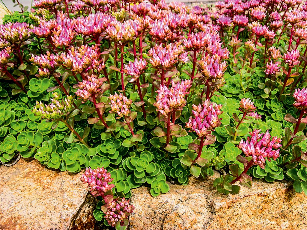 Sedum falošné pristátie a odchod