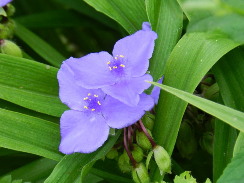 Záhrada Tradescantia v fotografii krajinného dizajnu Záhrada Tradescantia v fotografii krajinného dizajnu