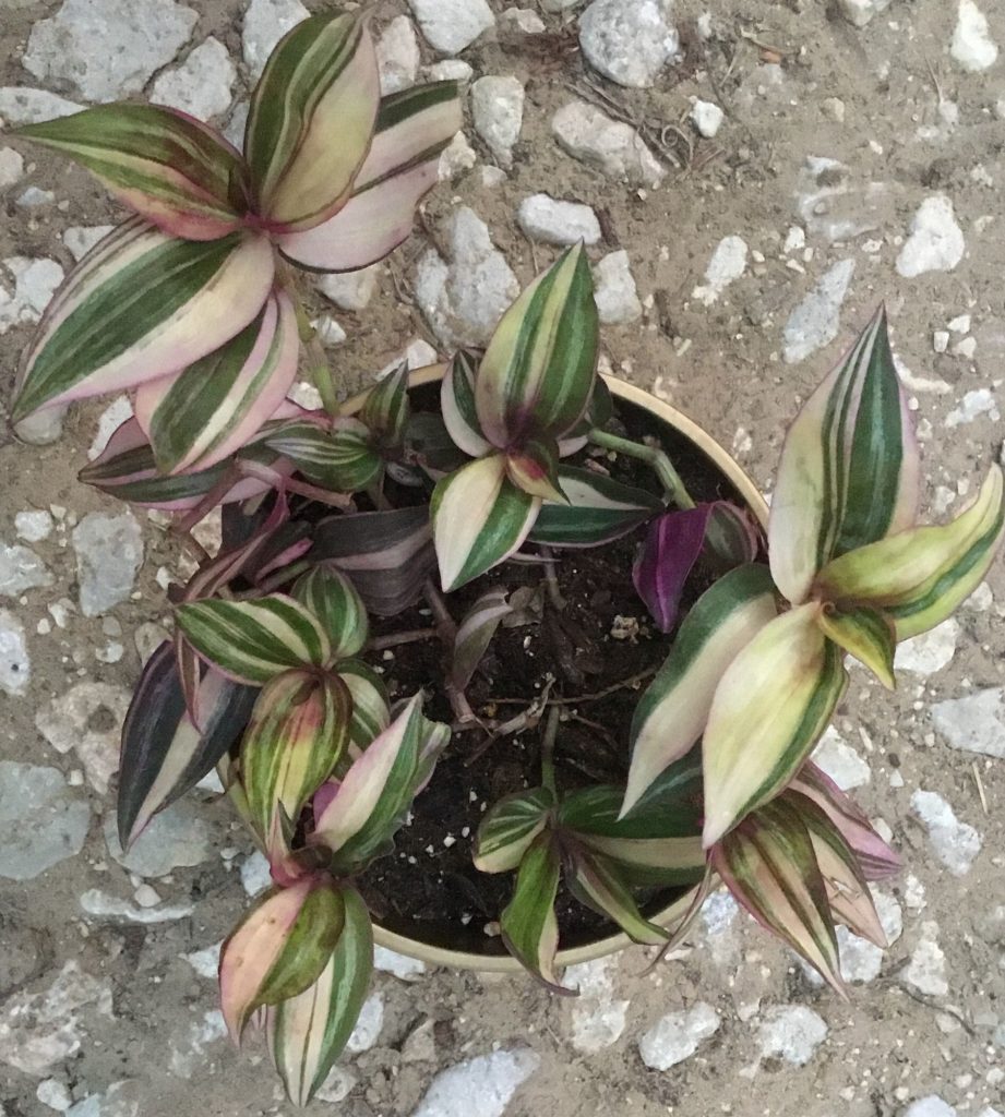Tradescantia viacfarebná je divoká rastlina