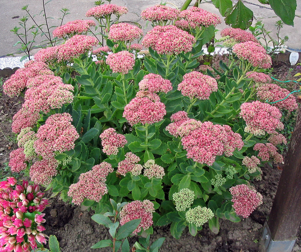 Sedum výrazné ružové Sedum výrazné ružové