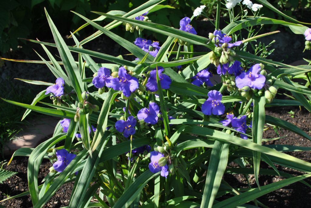Tradescantia panenské drahokamy Tradescantia panenské drahokamy