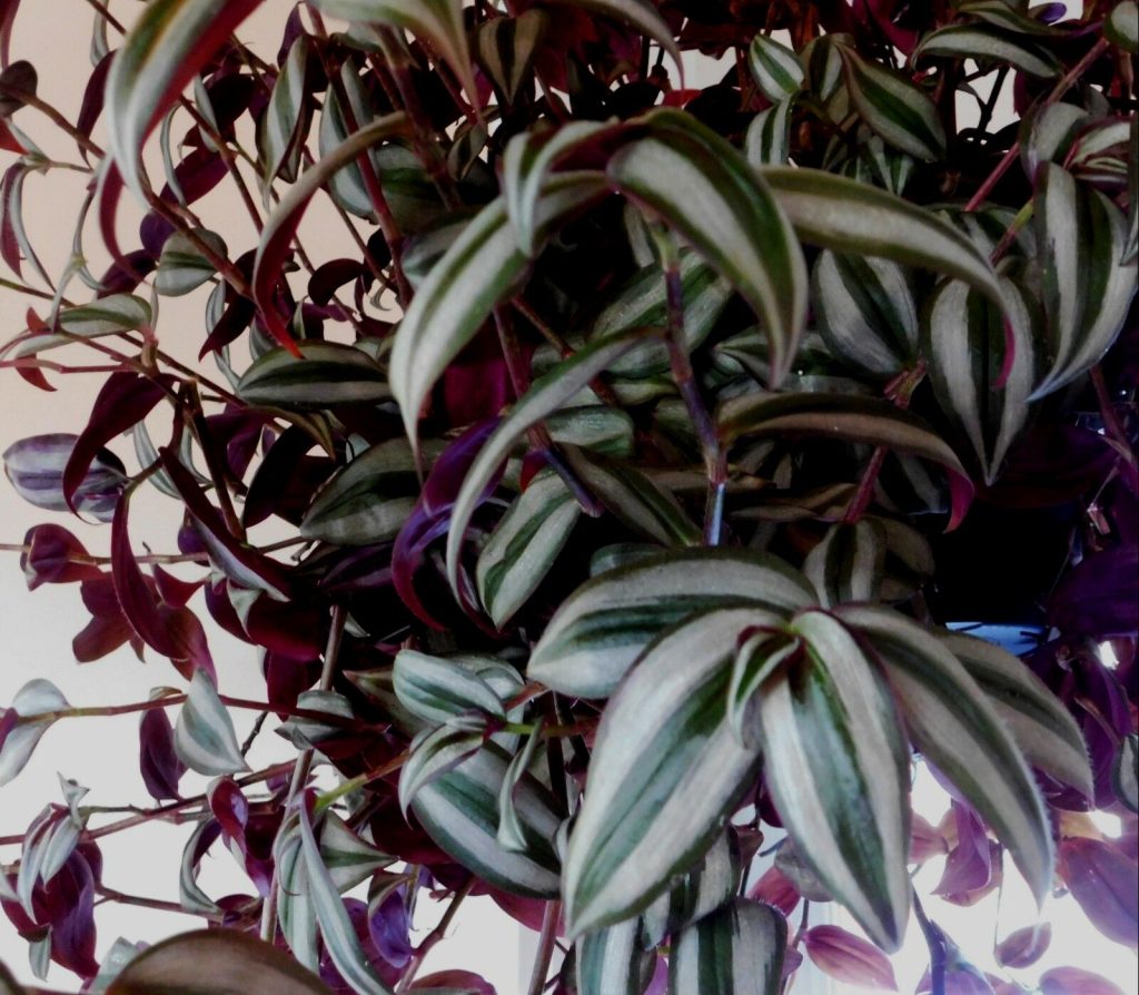 Starostlivosť o Tradescantia Starostlivosť o Tradescantia