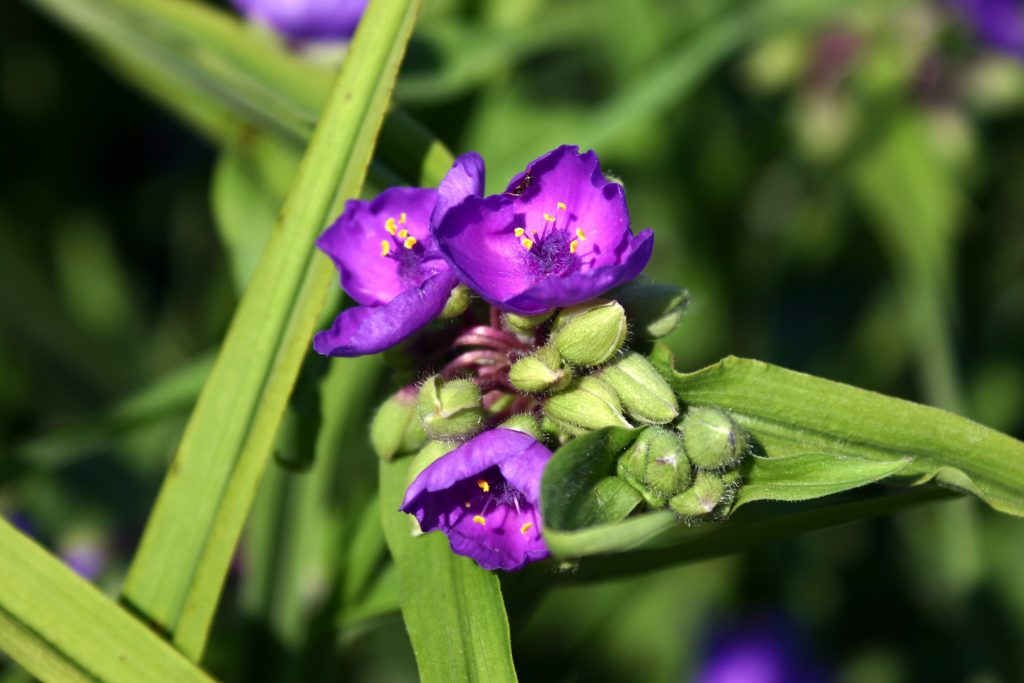 Tradescantia virginiana Tradescantia virginiana