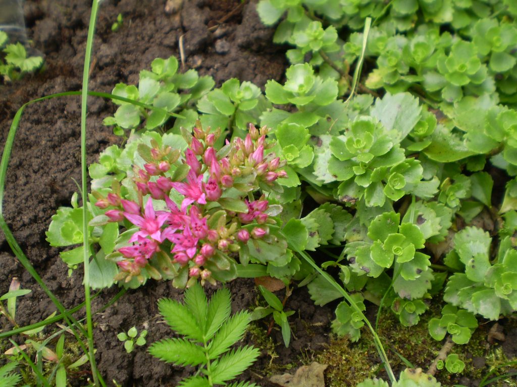 Sedum falošná trikolóra