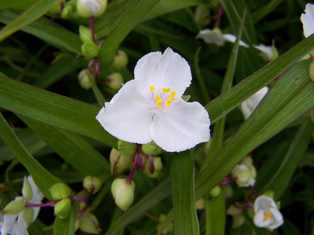 Anderson's Tradescantia Max Double