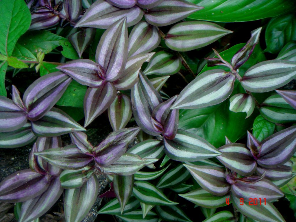 Tradescantia fialová Tradescantia fialová