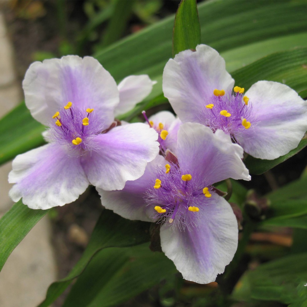 Anderson's Tradescantia Billberry Ice