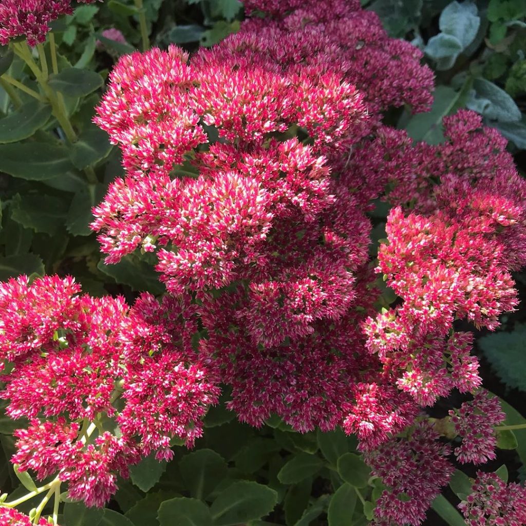 Významný ľadovec Sedum Významný ľadovec Sedum