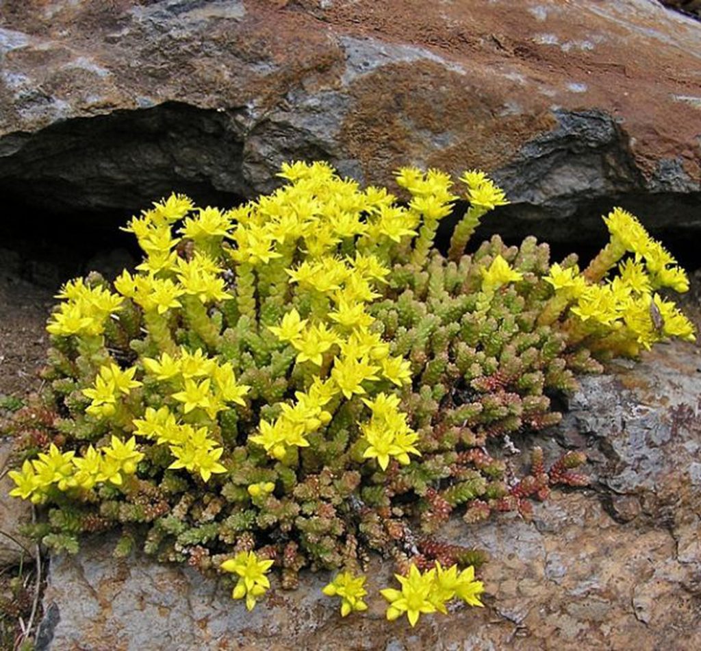 Sedum leptavý sedum acre aureum