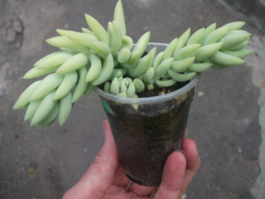 Rozmnožovanie sedum morgana Rozmnožovanie sedum morgana