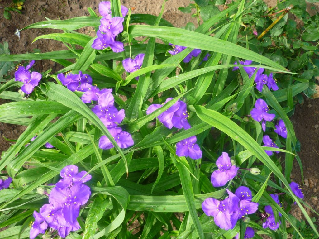 Tradescantia záhradné druhy a odrody s fotografiami Tradescantia záhradné druhy a odrody s fotografiami
