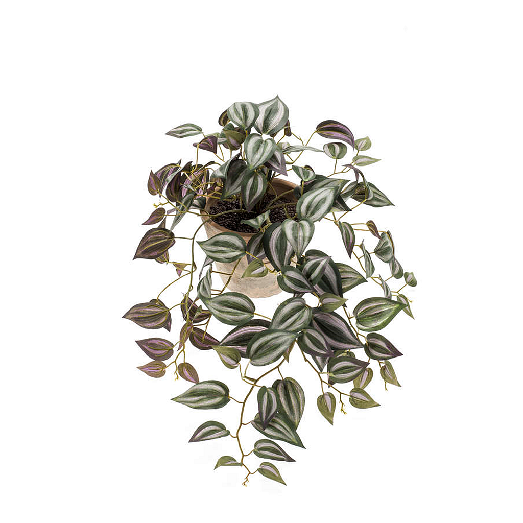 Čo je to veľkolistá tradescantia Čo je to veľkolistá tradescantia