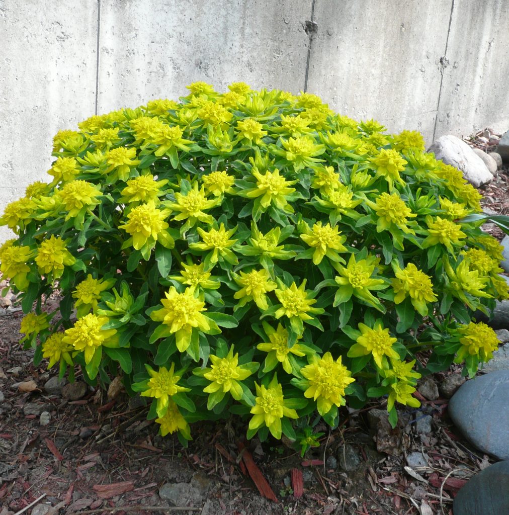 Euphorbia viacfarebné slnko