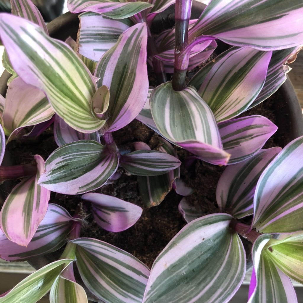 Tradescantia viacfarebná divoká rastlina alebo nie