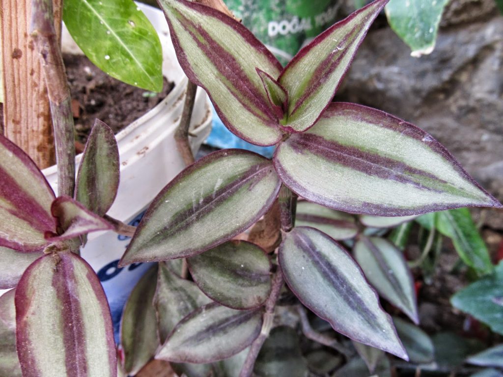 Silnolistá tradescantia Silnolistá tradescantia