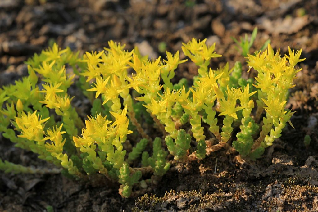 Žieravé rastliny a starostlivosť o sedum