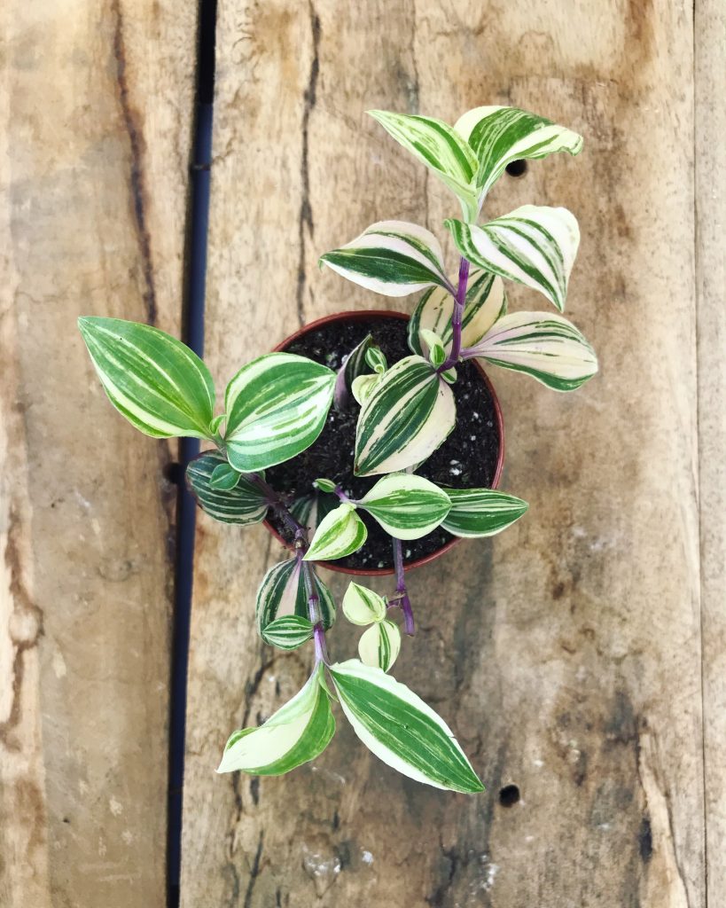 Tradescantia viacfarebná je divoká